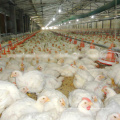 Set completo de alta calidad automático de aves equipos para pollos de engorde